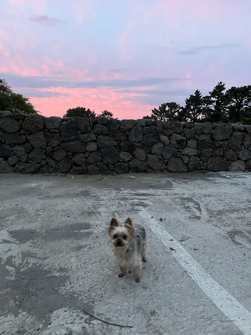 [제주 애월] 한라산뷰 돌담 정원 독채 #애견동반 #유수암 #복층 100