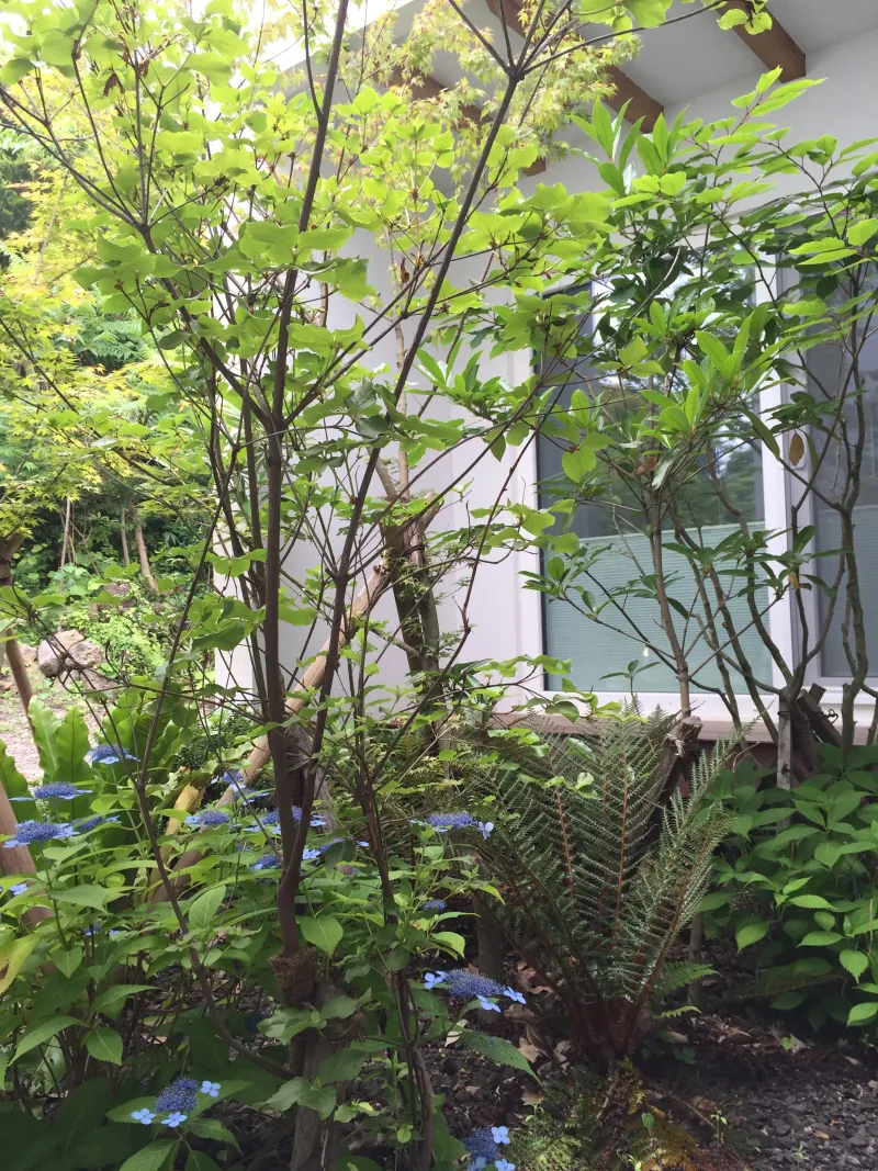 [서귀포 성산] 조용한 바닷가 마을. 작은 개인 숲과 별장형 단독주택 21