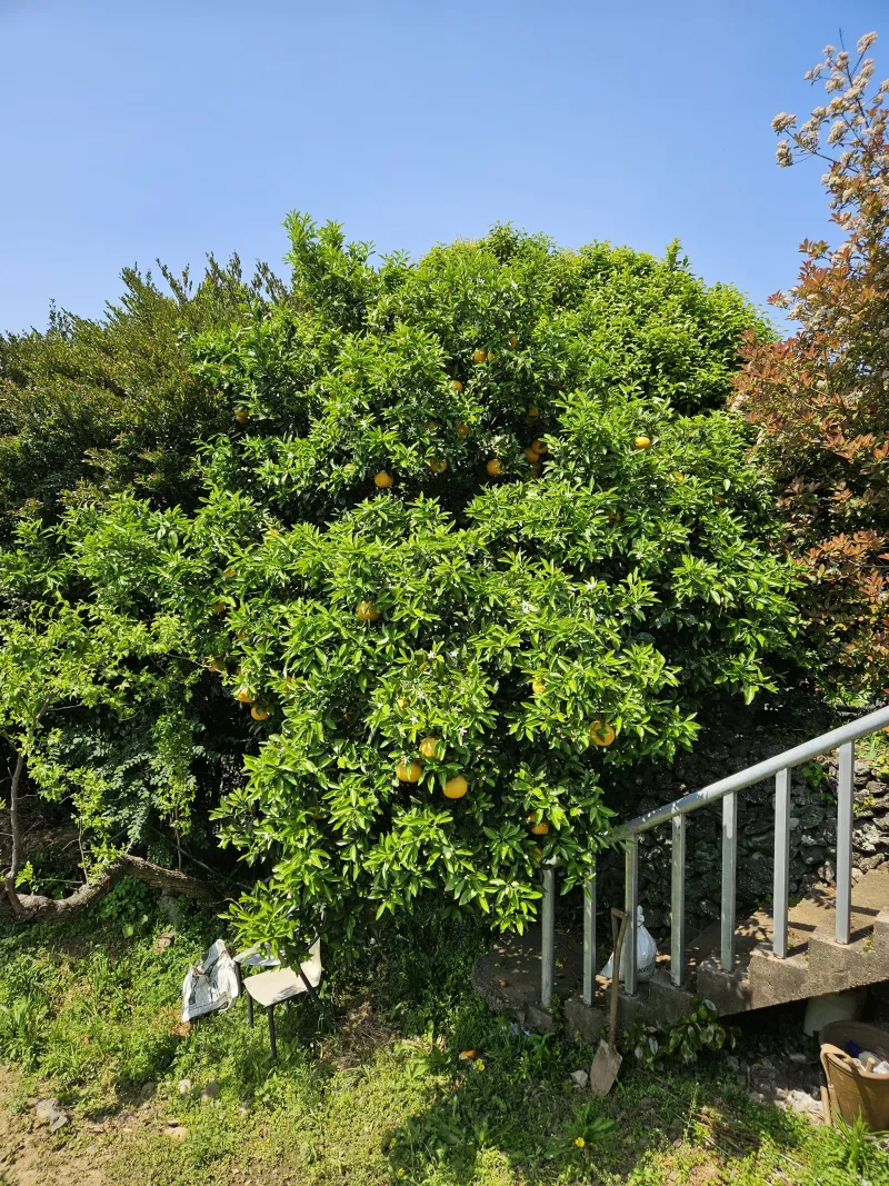 [Odeung-dong, Jeju] Forest-view Healing House in Odeung-dong 29