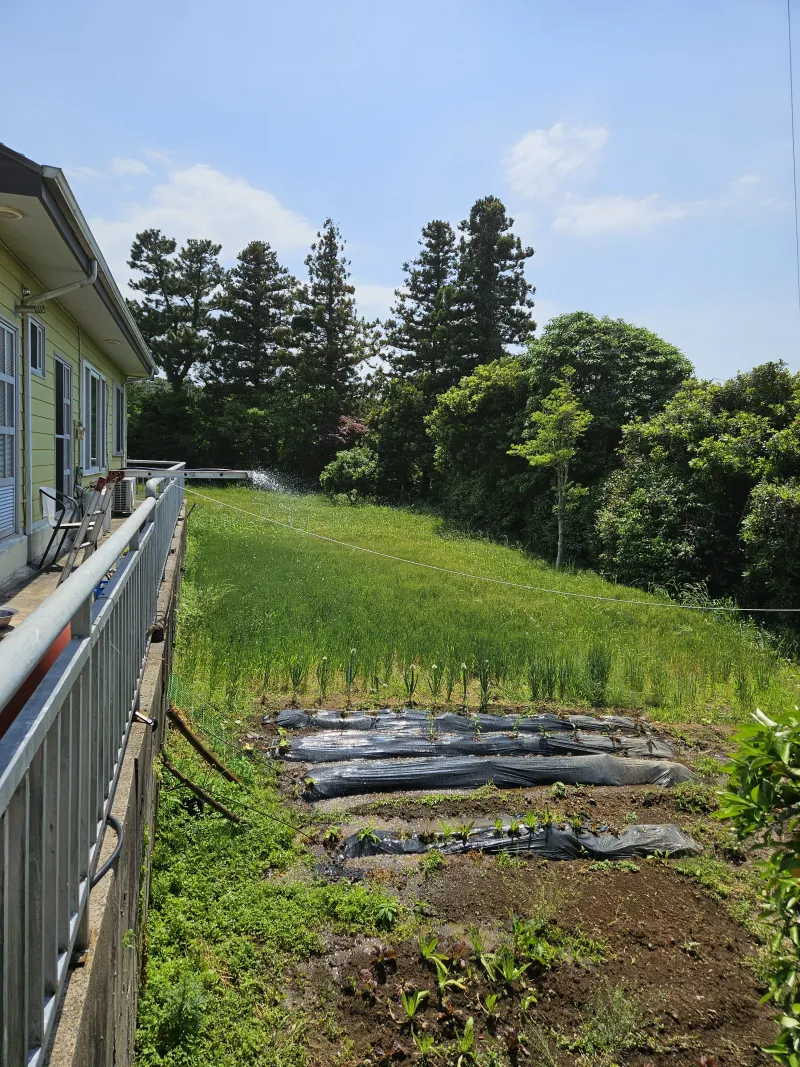 [Odeung-dong, Jeju] Forest-view Healing House in Odeung-dong 30