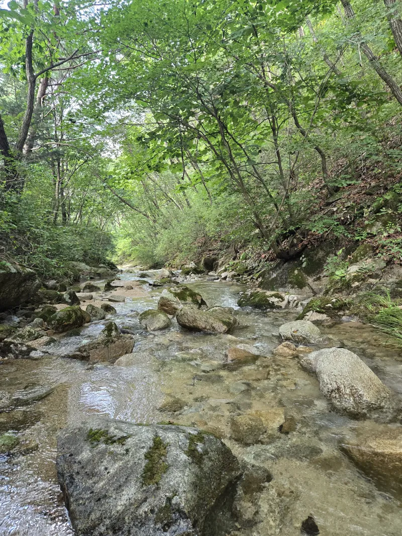 [강원 화천] 자연인체험 숲속독채  산새동#계곡 23