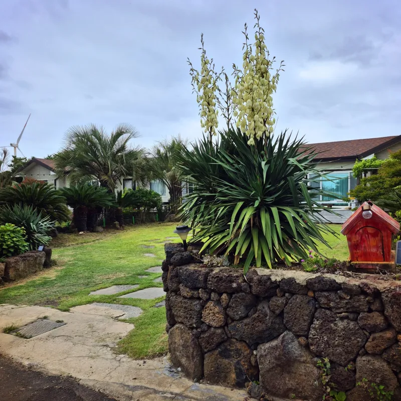 [Hangyeong, Jeju] Jeju Ozen, a sentimental private home on the west coast 23