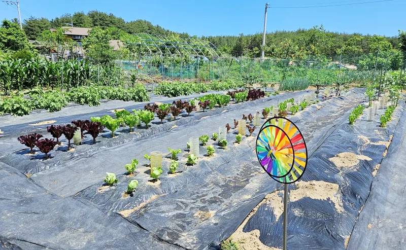 [Gangneung][Gangneung, Gangwon-do] The country life of your dreams, adjacent to Sogumgang, Dokkaebi Yeongjin, and the sea. 11
