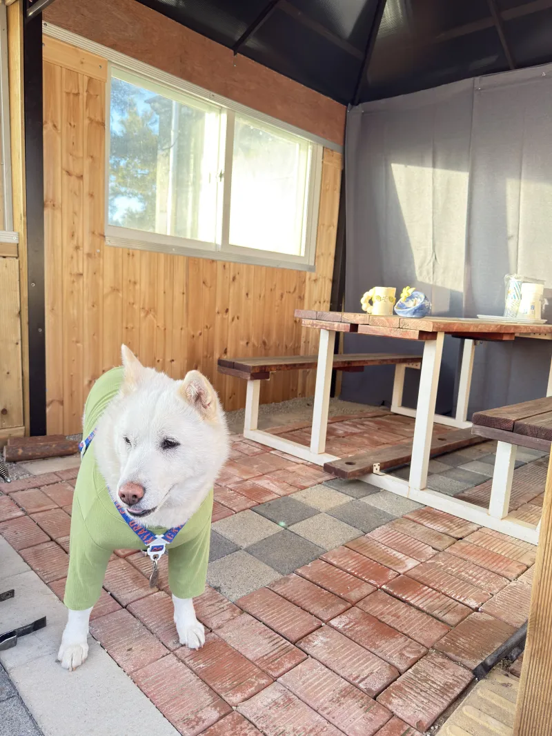 [경기 평택] 험프리스 미군기지 뻥 뷰 #전원생활 #안방일출 #반려동물 57