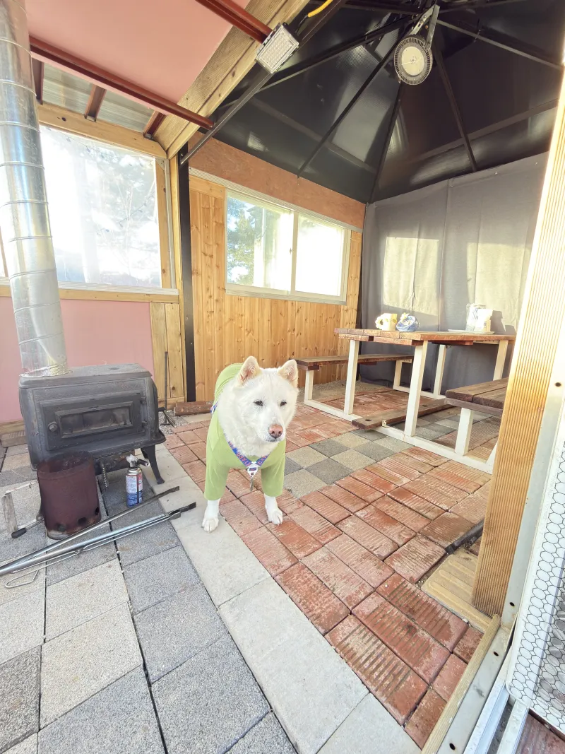 [경기 평택] 험프리스 미군기지 뻥 뷰 #전원생활 #안방일출 #반려동물 56