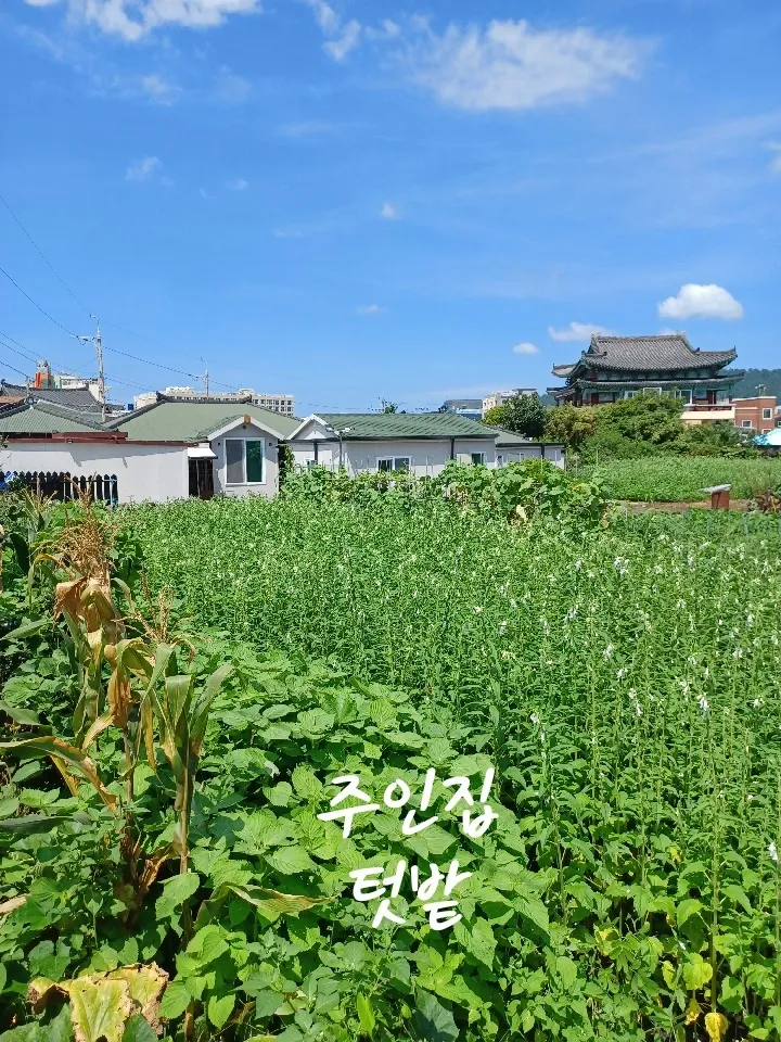 [Jocheon, Jeju] 5-minute walk from Hamdeok Beach 9