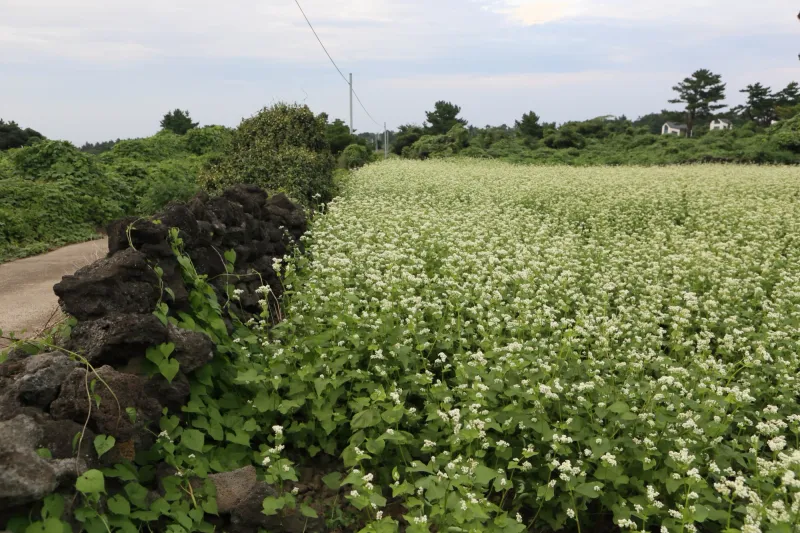 [Hallim, Jeju][Jeju Hyeopjae] Healing Pension Filled with the Scent of Pine Forest #PetFriendly (Building A, 1st Floor / Two-Room) 42