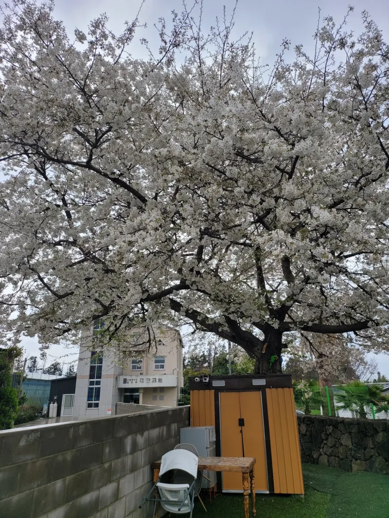 [Gangjeong-dong, Seogwipo] Green Country House, Affordable Studio #PetFriendly 3