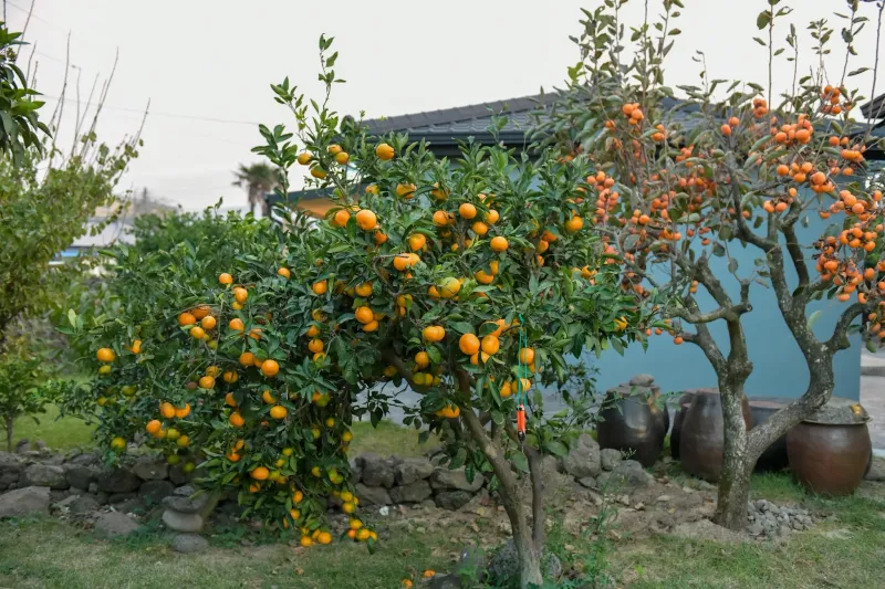 [제주 애월] 별빛이 내리는 제주 시골 밤, 투박한 돌담 곁 야외자쿠지 # 독채풀옵션 14