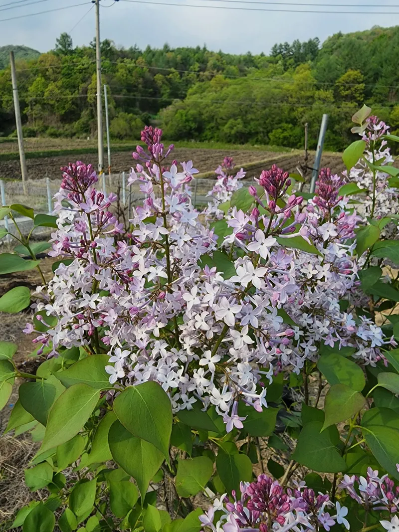 [Yangju][Gyeonggi Yeoncheon] Yeoncheon 1,000 pyeong independent country life 17