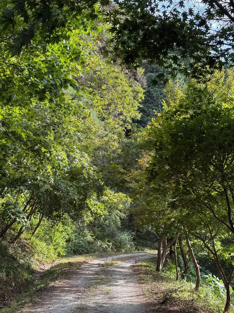 [전남 구례] 산동 수목원과 휴양림사이 숲속의 작은집 독채 마운틴 호수뷰 50