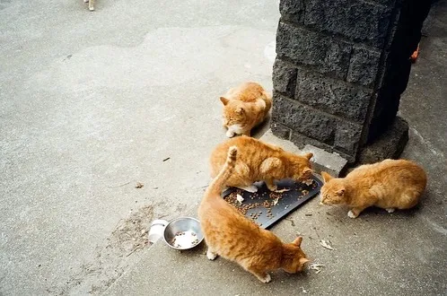 [Gujwa, Jeju] Women-only accommodation with cats near Pyeongdae Beach 21