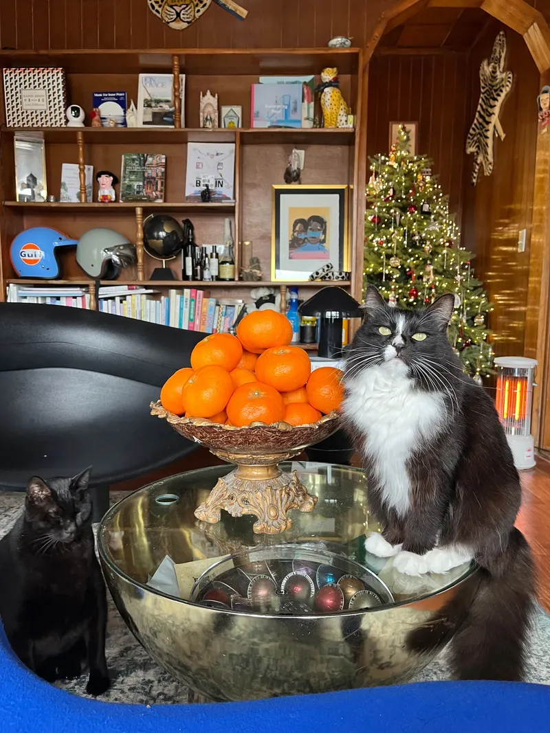 [Gujwa, Jeju] Women-only accommodation with cats near Pyeongdae Beach 29
