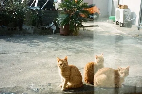 [Gujwa, Jeju] Women-only accommodation with cats near Pyeongdae Beach 20