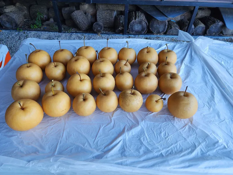 [Yangju][Gyeonggi Yeoncheon] Yeoncheon 1,000 pyeong independent country life 19