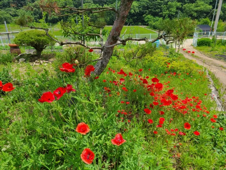 [Yangju][Gyeonggi Yeoncheon] Yeoncheon 1,000 pyeong independent country life 18