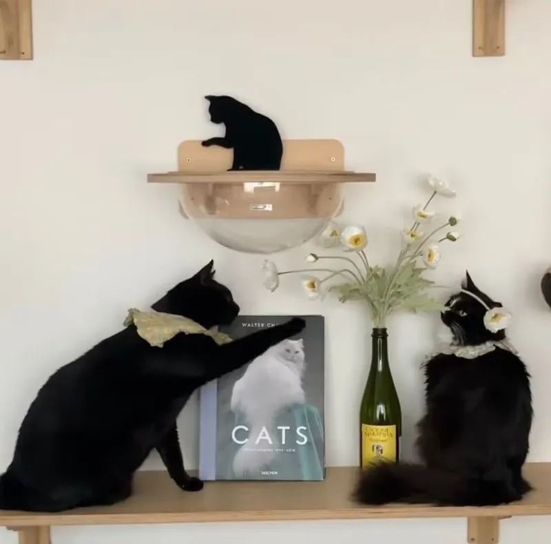 [Gujwa, Jeju] Women-only accommodation with cats near Pyeongdae Beach 31