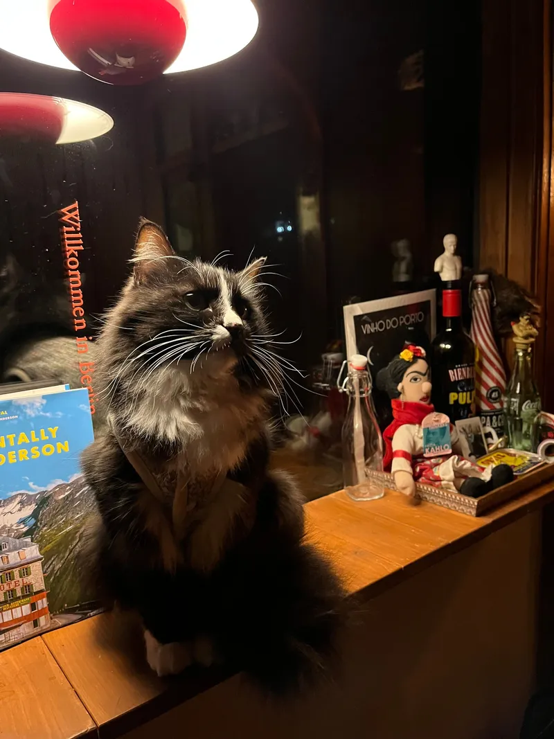 [Gujwa, Jeju] Women-only accommodation with cats near Pyeongdae Beach 25