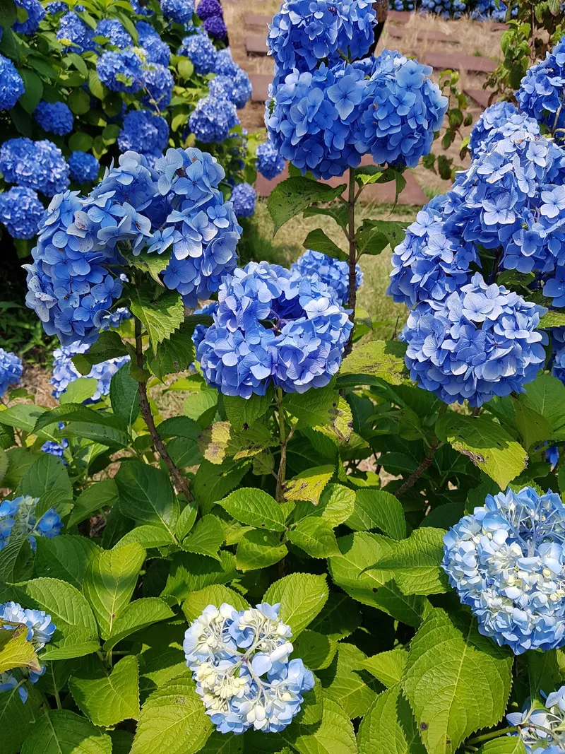 [제주 구좌] 숲속의 아늑한 공간 분리형원룸 주택 마로니애 12