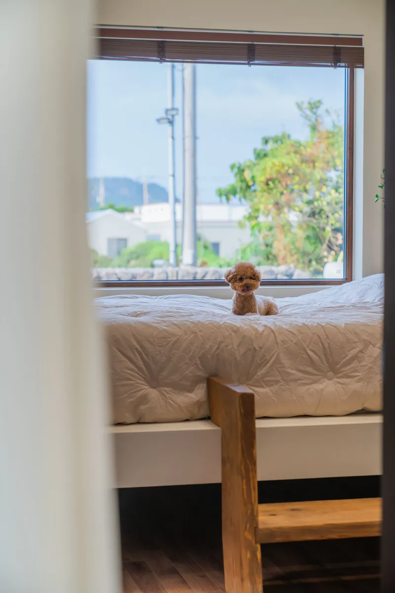 [Hangyeong, Jeju] Newly built accommodation with a lawn where pets can run around 18