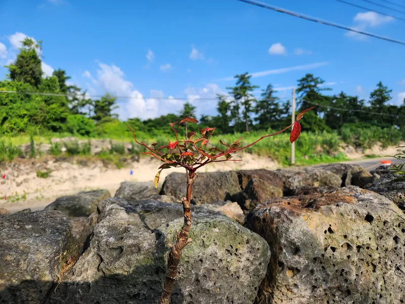 [제주 한림] 협재해변 도보 프라이빗 코지한 인테리어 오션뷰 독채타운하우스 75