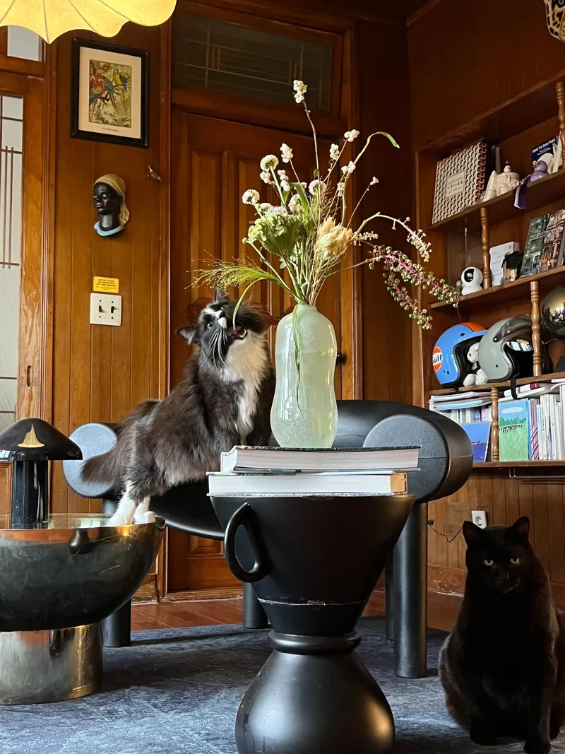 [Gujwa, Jeju] Women-only accommodation with cats near Pyeongdae Beach 2