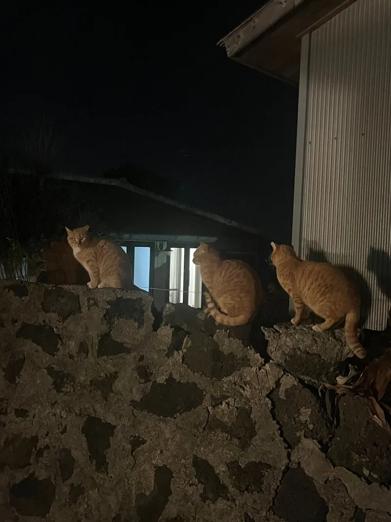 [Gujwa, Jeju] Women-only accommodation with cats near Pyeongdae Beach 22