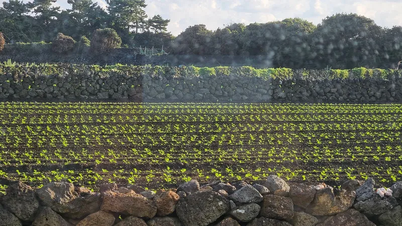 [Gujwa, Jeju] A detached house with a beautiful view of the sea, stone walls, and fields, 30 seconds from the entrance to the complex. 84