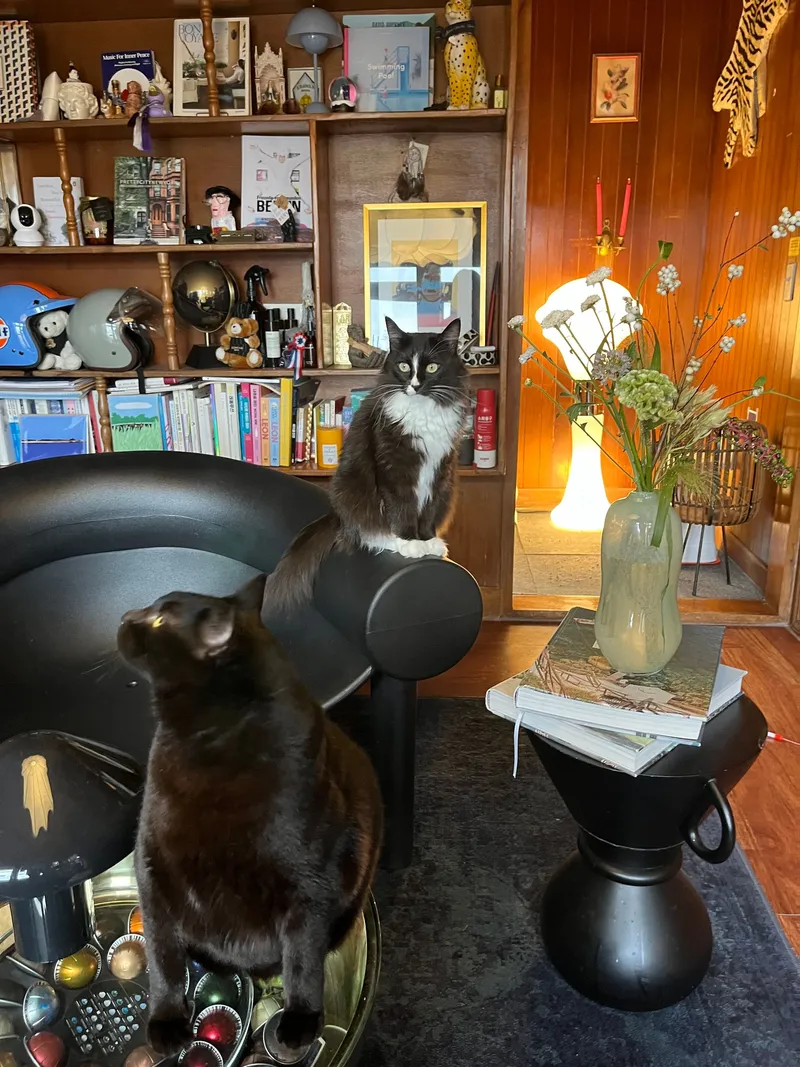 [Gujwa, Jeju] Women-only accommodation with cats near Pyeongdae Beach 3