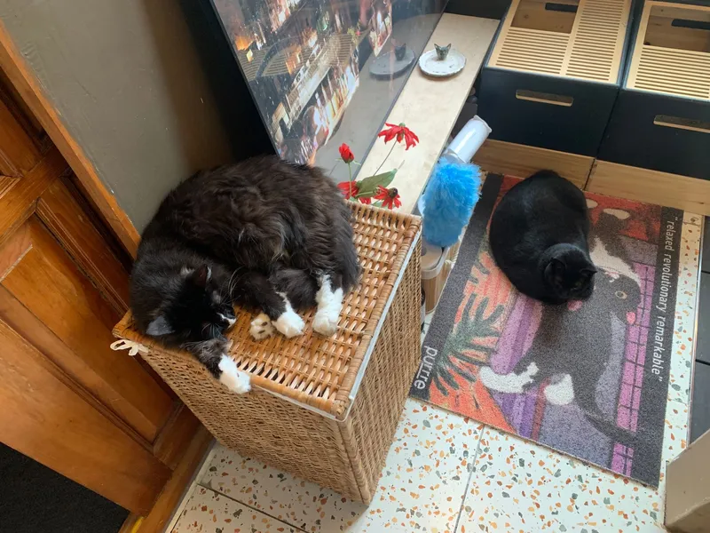 [Gujwa, Jeju] Women-only accommodation with cats near Pyeongdae Beach 7