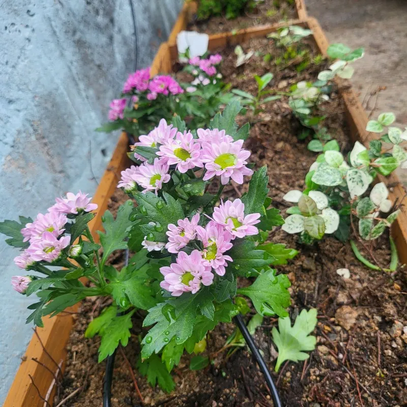 [Yeongdeok] A recently remodeled 56-pyeong detached house with a country feel and healing nature in the arms of the sea 89