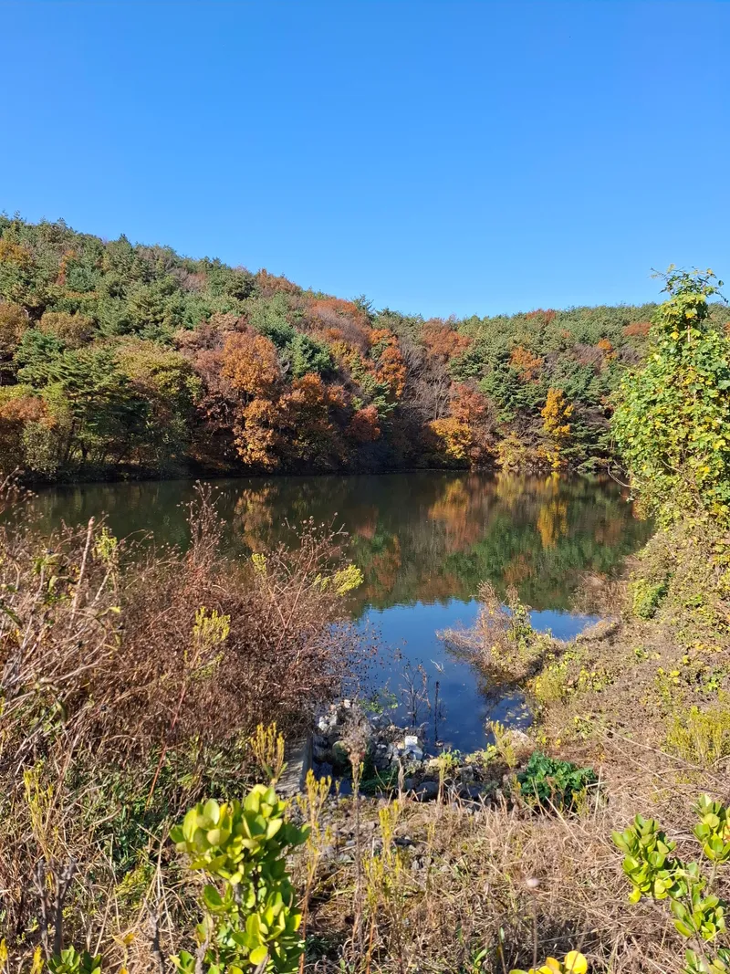 [충남 보령] 충남 보령  물빛정  산과 저수지가 보이는 1400평의 치유농장 보령 14