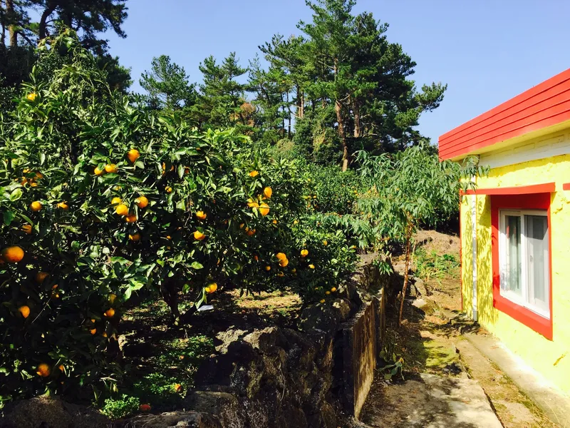 [Seongsan, Seogwipo] Seongsan Sunrise Peak, free tangerine experience accommodation, barbecue family pension 4