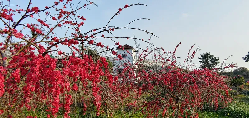 [Hangyeong, Jeju] A cozy house located in the mountains of 4,200 pyeong 28