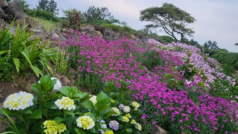 [제주 한경] 쓰리룸 전원주턕 24