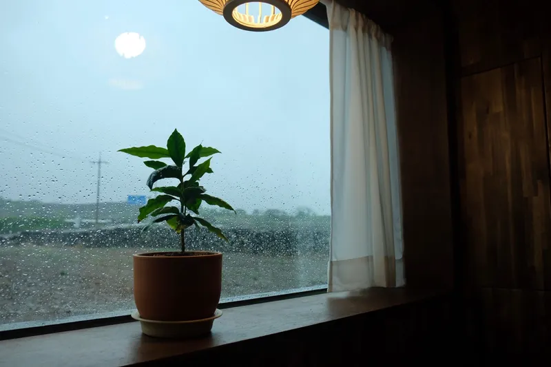 [Hallim, Jeju] Jeju-style main house and outer house independent jacuzzi 16