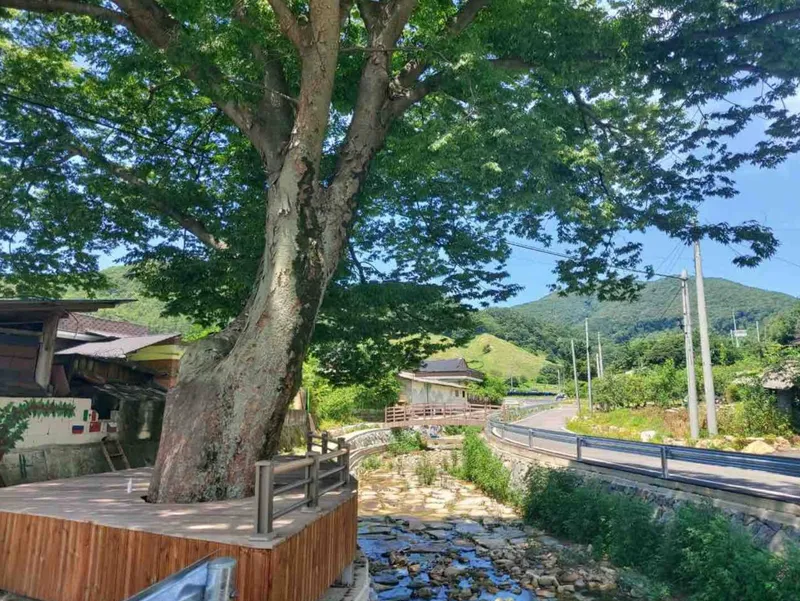 [전북 진안] 잔디밭이 펼쳐진 전주와 가까운 30평 독채 38