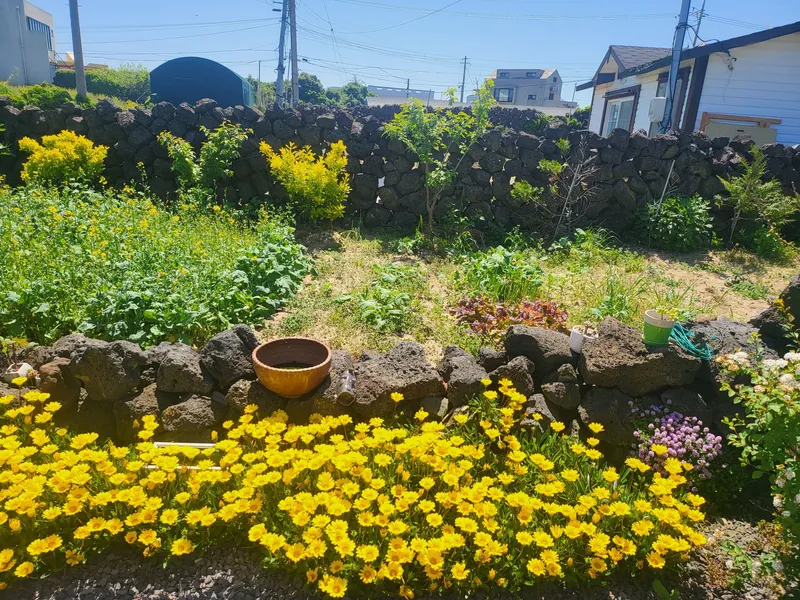 [Gujwa, Jeju] Woljeong Olle-gil Farmhouse #Wide Yard #Camping #5 Minutes to the Beach #Stone Wall #Parking Lot 21