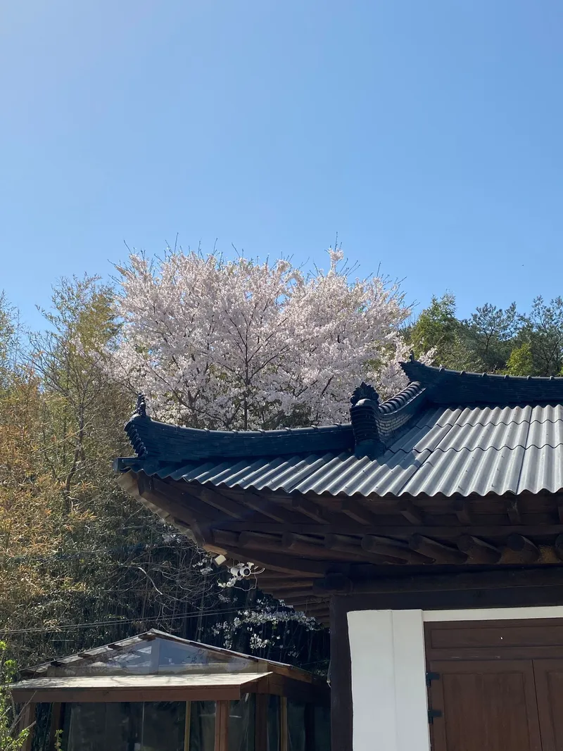 [강원 양양] 동호해변 근처 독채 #촌캉스 #한옥리모델링 #애견동반가능 28