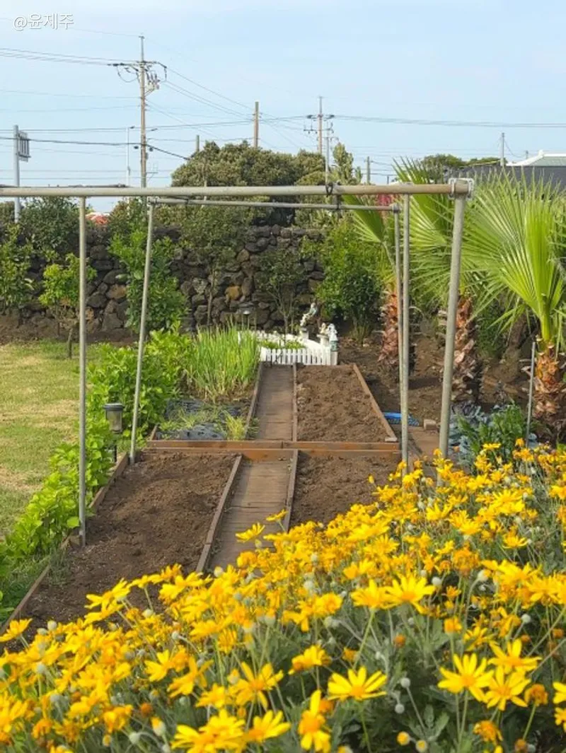[제주 구좌] 세화해변 약 800m(차량 3분) 넓은잔디마당 24