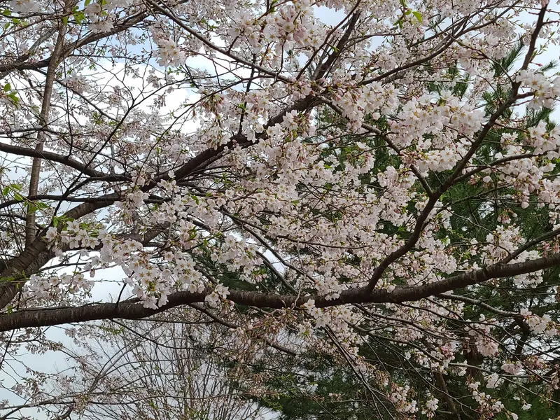 [강원 평창] 캐빈B:넓은 잔듸 위에 동화속의예쁜집청정지역 25