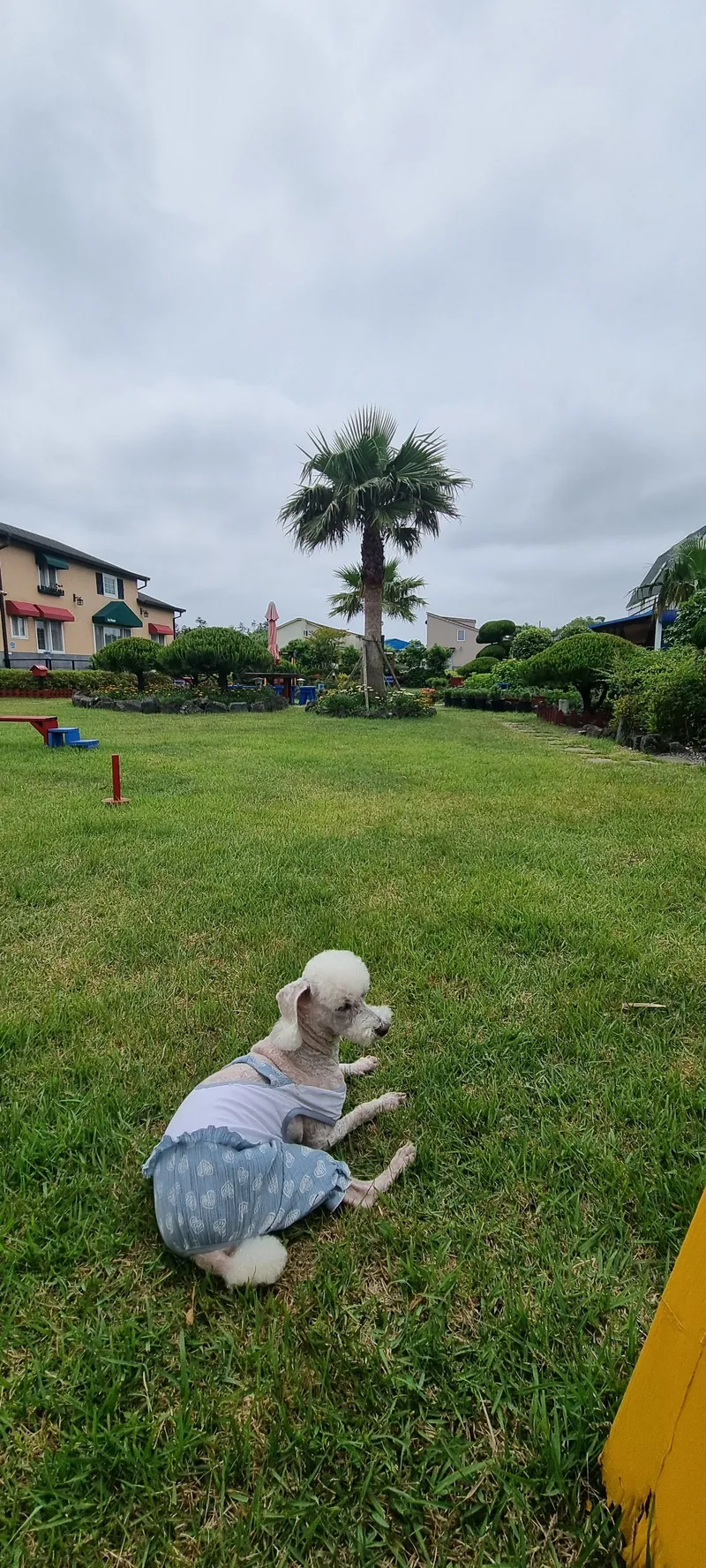 [Gujwa, Jeju] European-style accommodation, pet-friendly one-room duplex Blue Jeju #Large dogs allowed 37