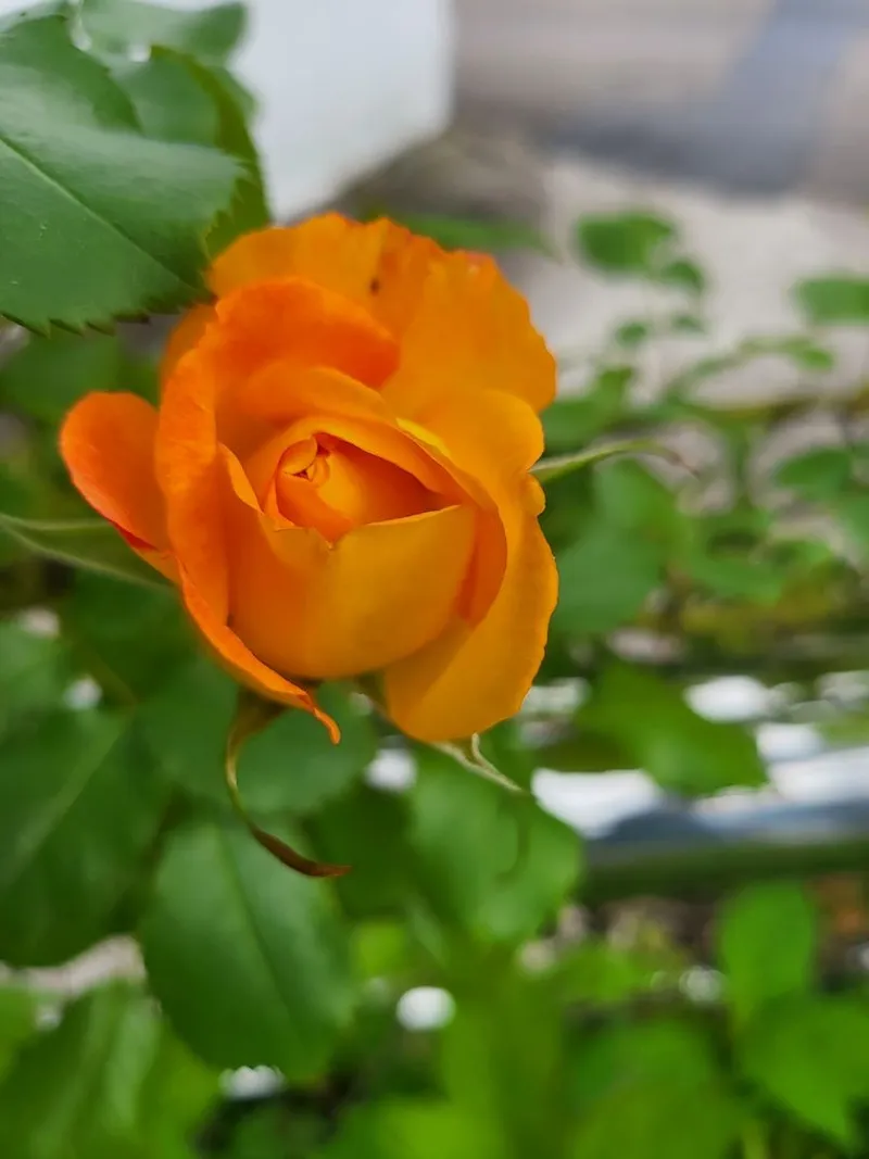 [Yeongdeok] A recently remodeled 56-pyeong detached house with a country feel and healing nature in the arms of the sea 61