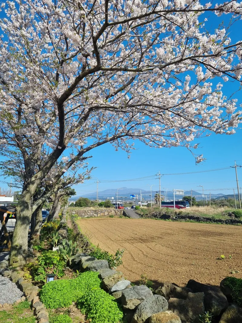 [Hallim, Jeju][Aewol/Hanrim] Between Gwakji and Hyeopjae<B호> #Ocean view#Field view#Two rooms#1st floor 31