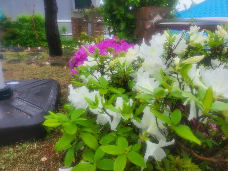 [Yeongdeok] A recently remodeled 56-pyeong detached house with a country feel and healing nature in the arms of the sea 58