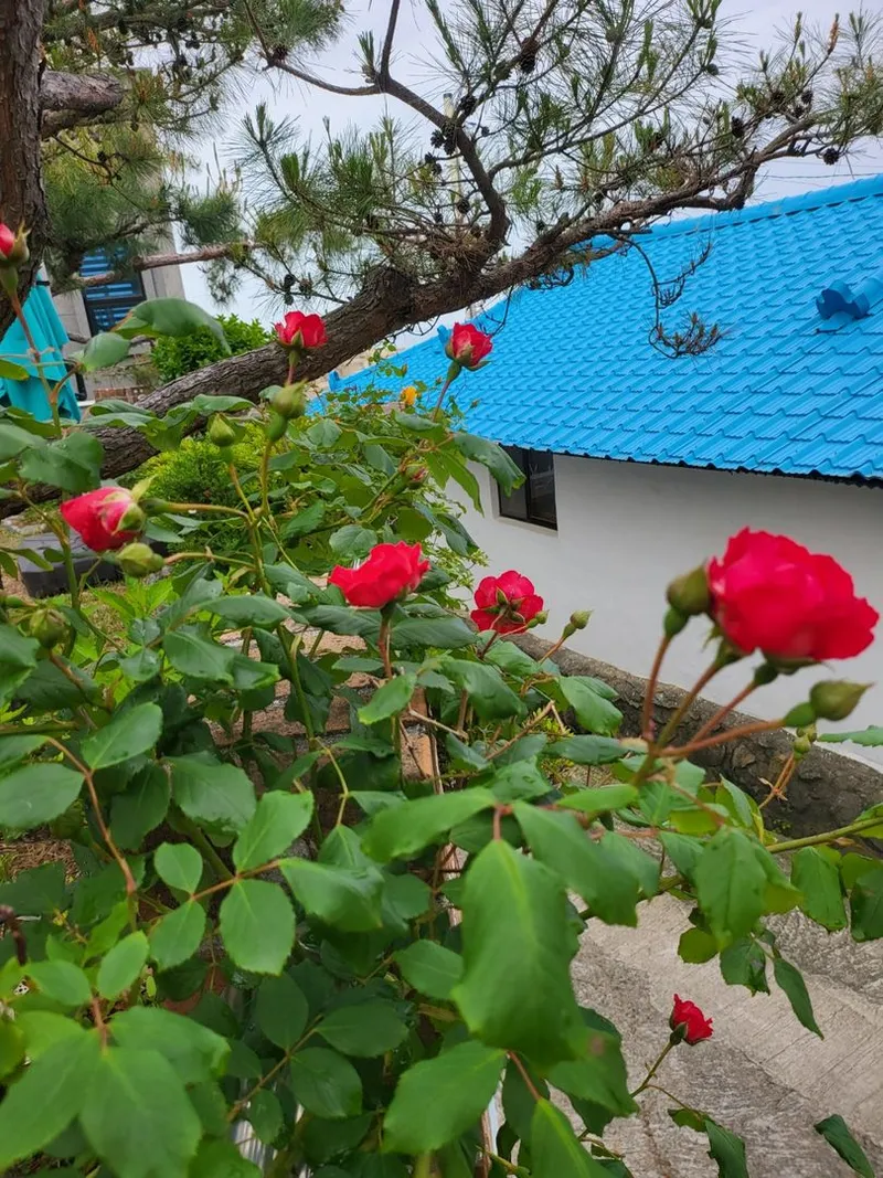 [Yeongdeok] A recently remodeled 56-pyeong detached house with a country feel and healing nature in the arms of the sea 64