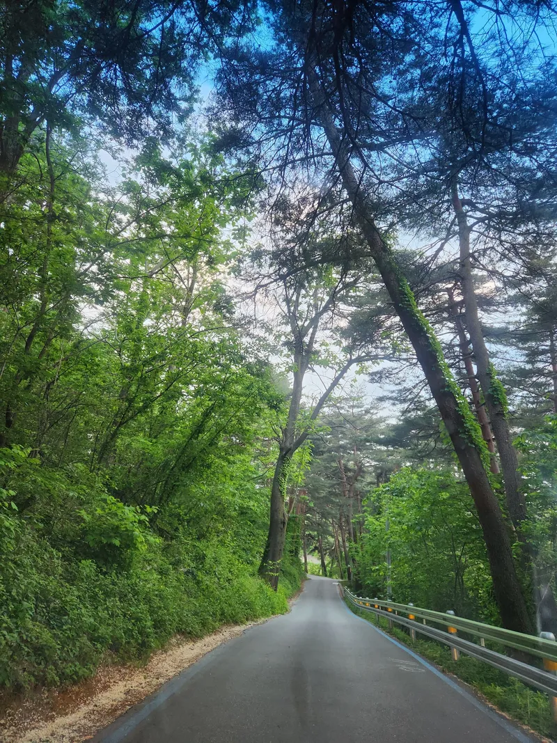 [강원 강릉] 소나무숲길 투룸 주택 #시골체험#숲세권 7