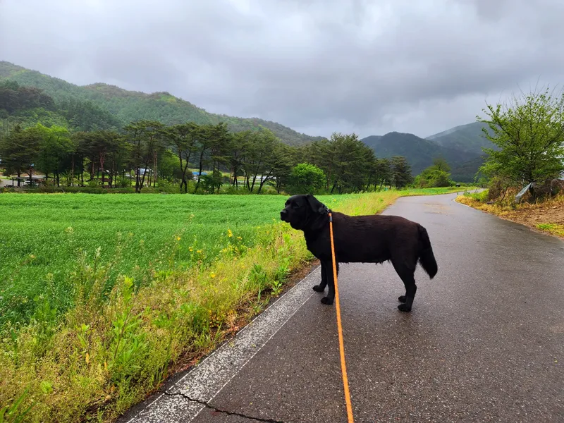 [Hoengseong] High-class three-room detached house in Chiaksan Bugok National Park #Pets allowed 29