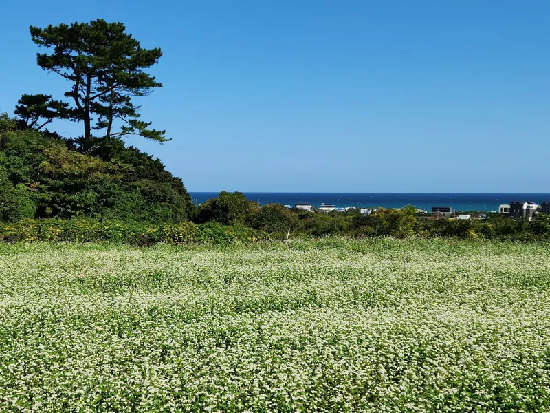 [Gujwa, Jeju] Handong Stay 14