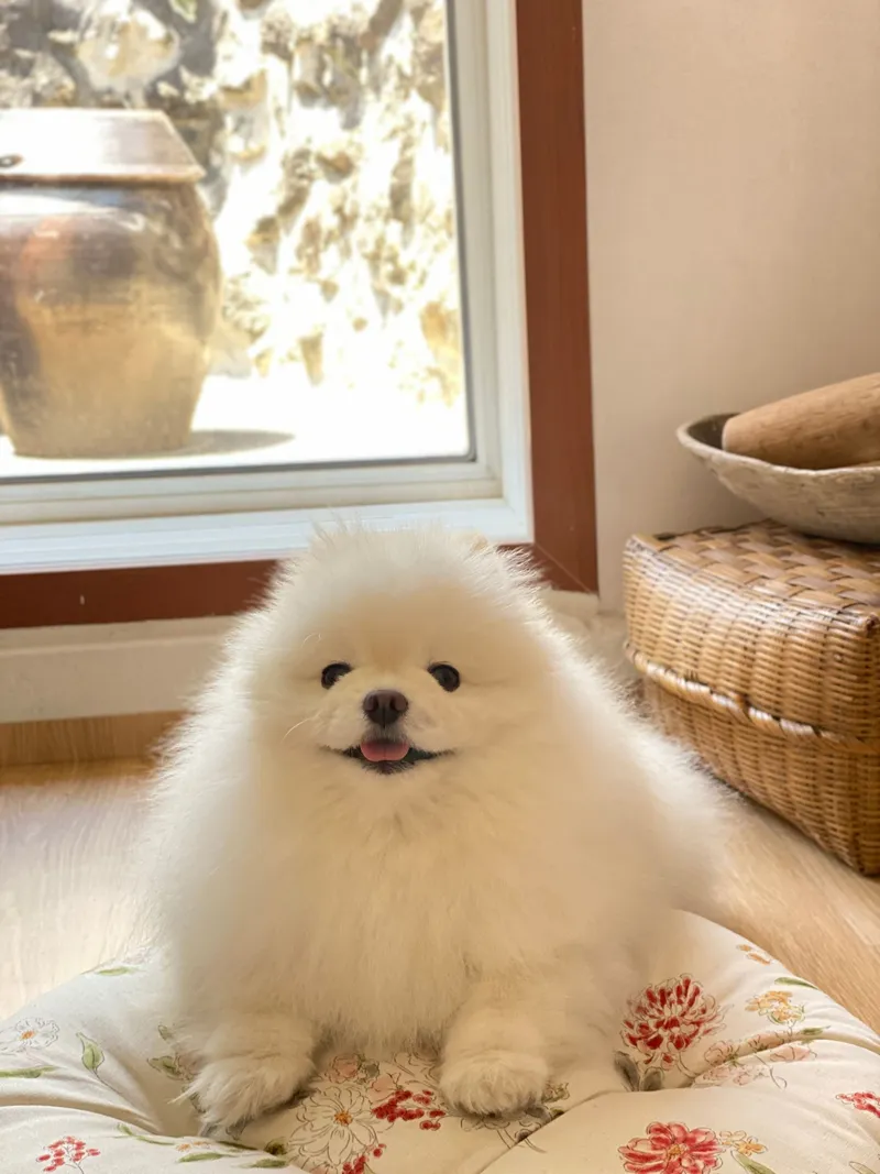 [제주 도두일동] 무지개 해안도로 제주 돌담 구옥 독채 #반려동반#잔디마당#편리한인프라 15